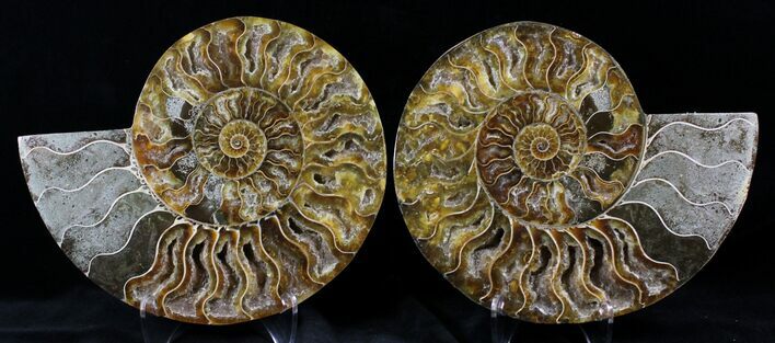 Cut And Polished Ammonite Pair - Agatized #27711